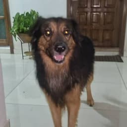 Paddy Paddy